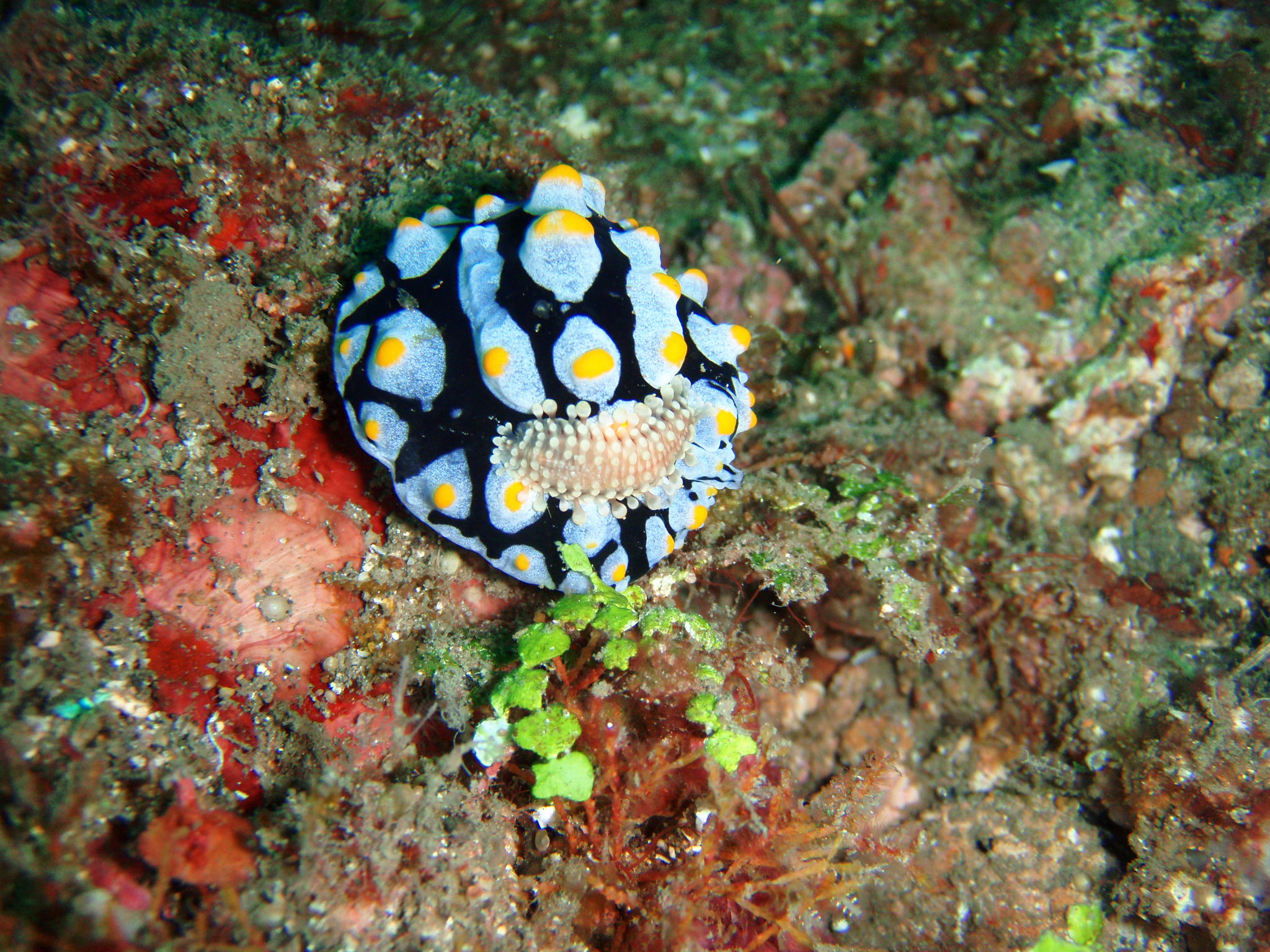 Nudibranch