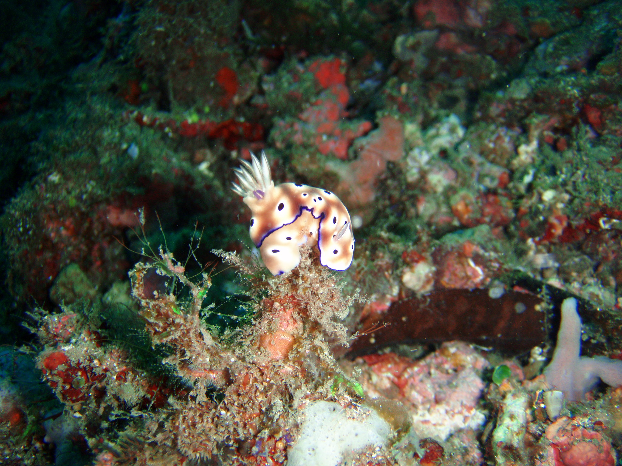 Nudibranch