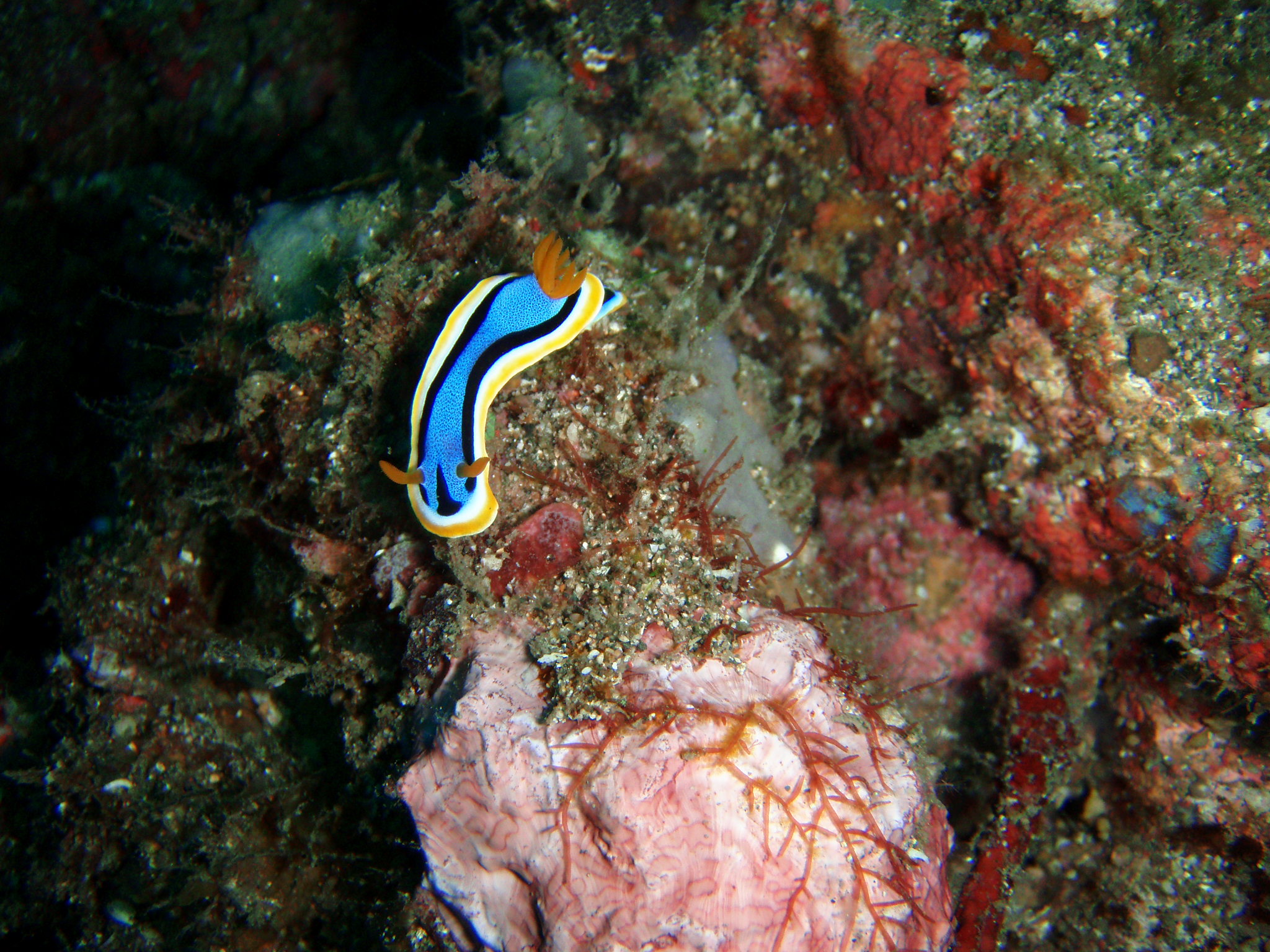 Nudibranch