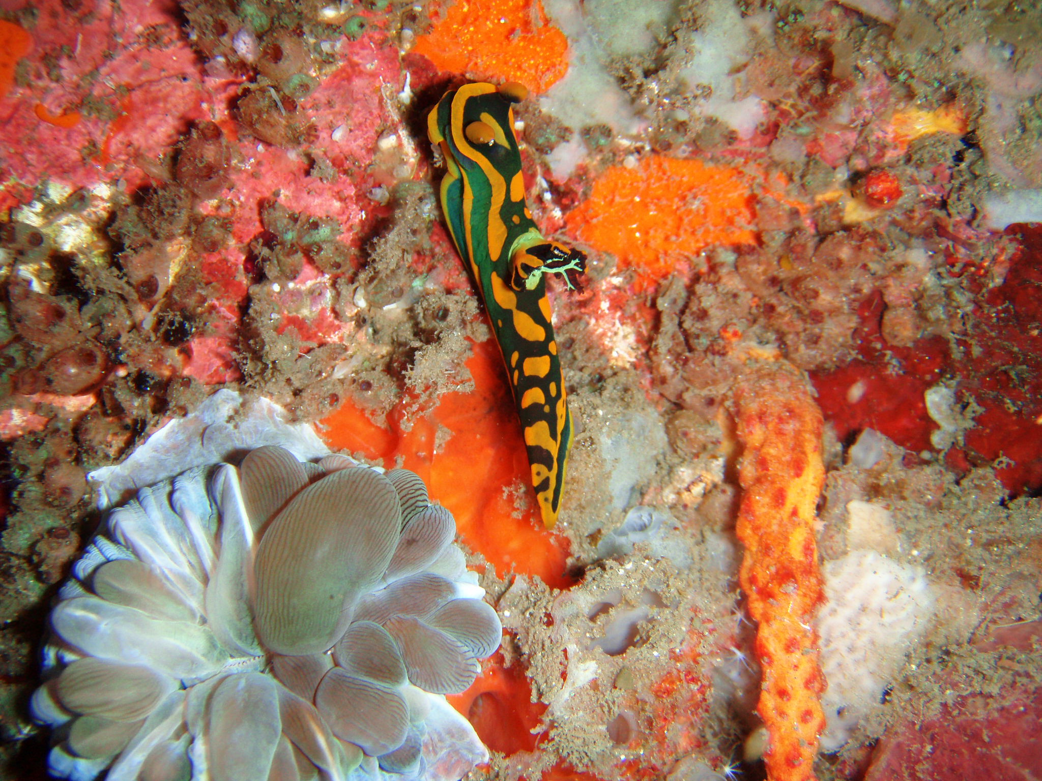 Nudibranch