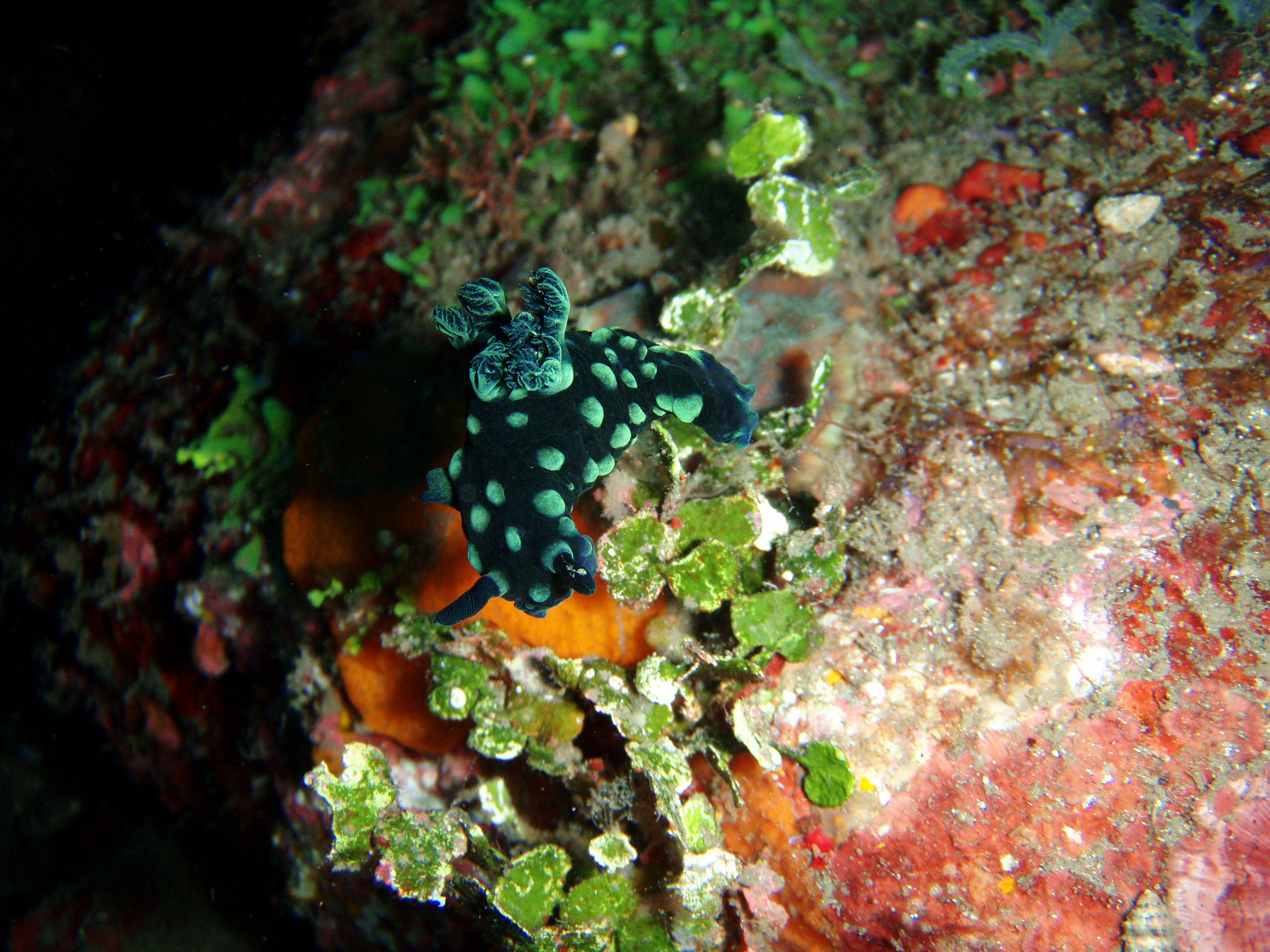 Nudibranch