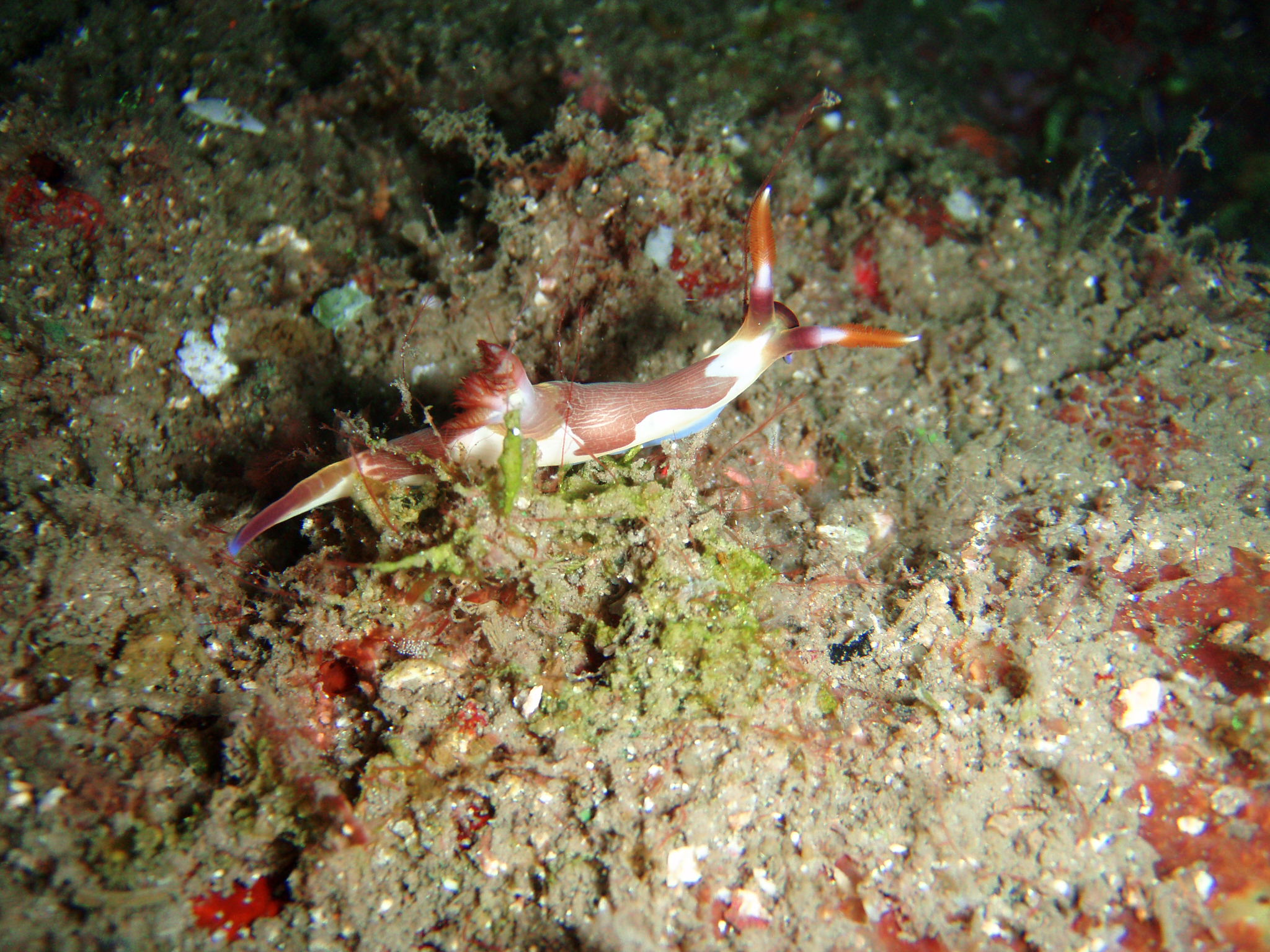 Nudibranch