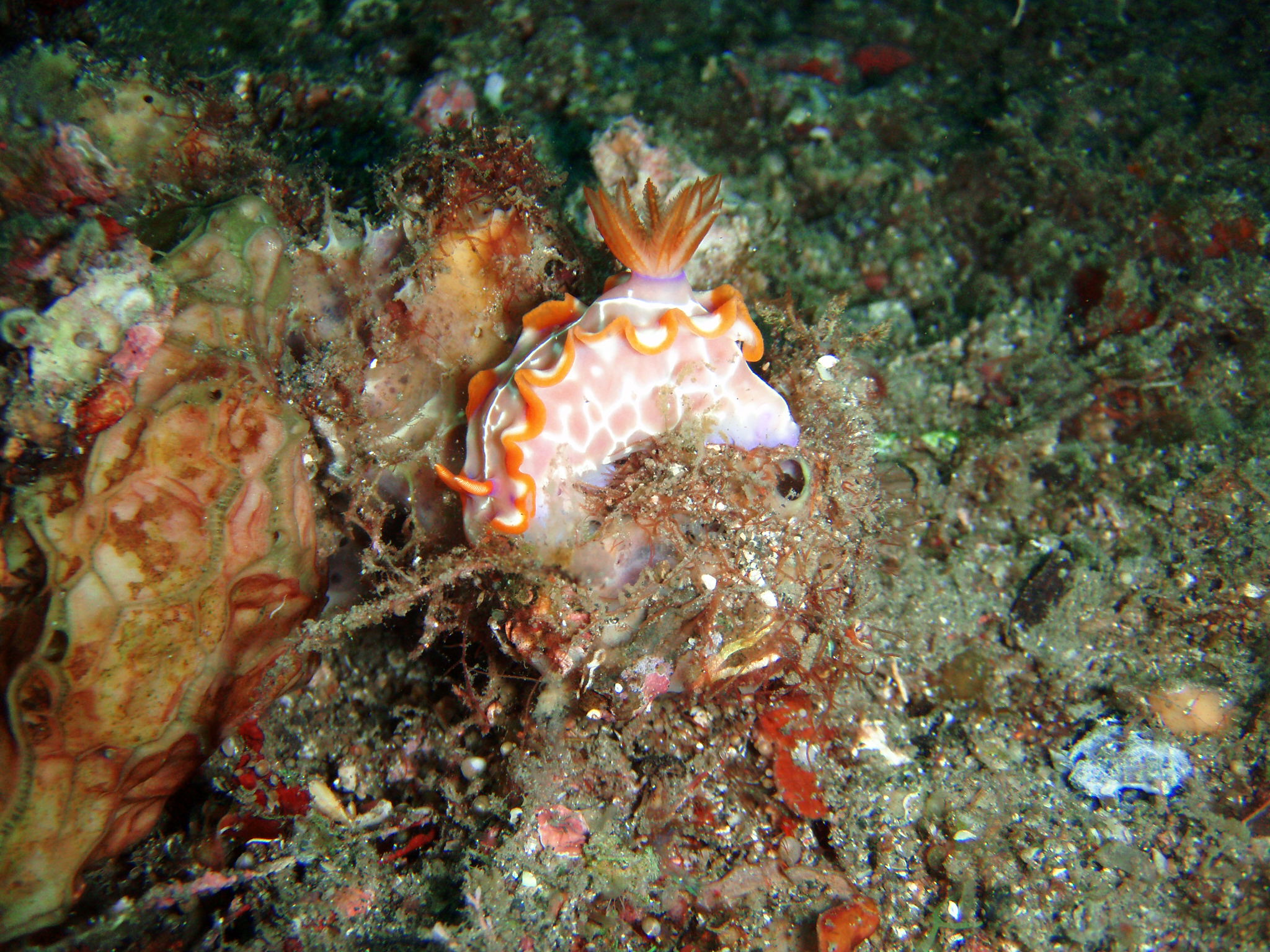 Nudibranch