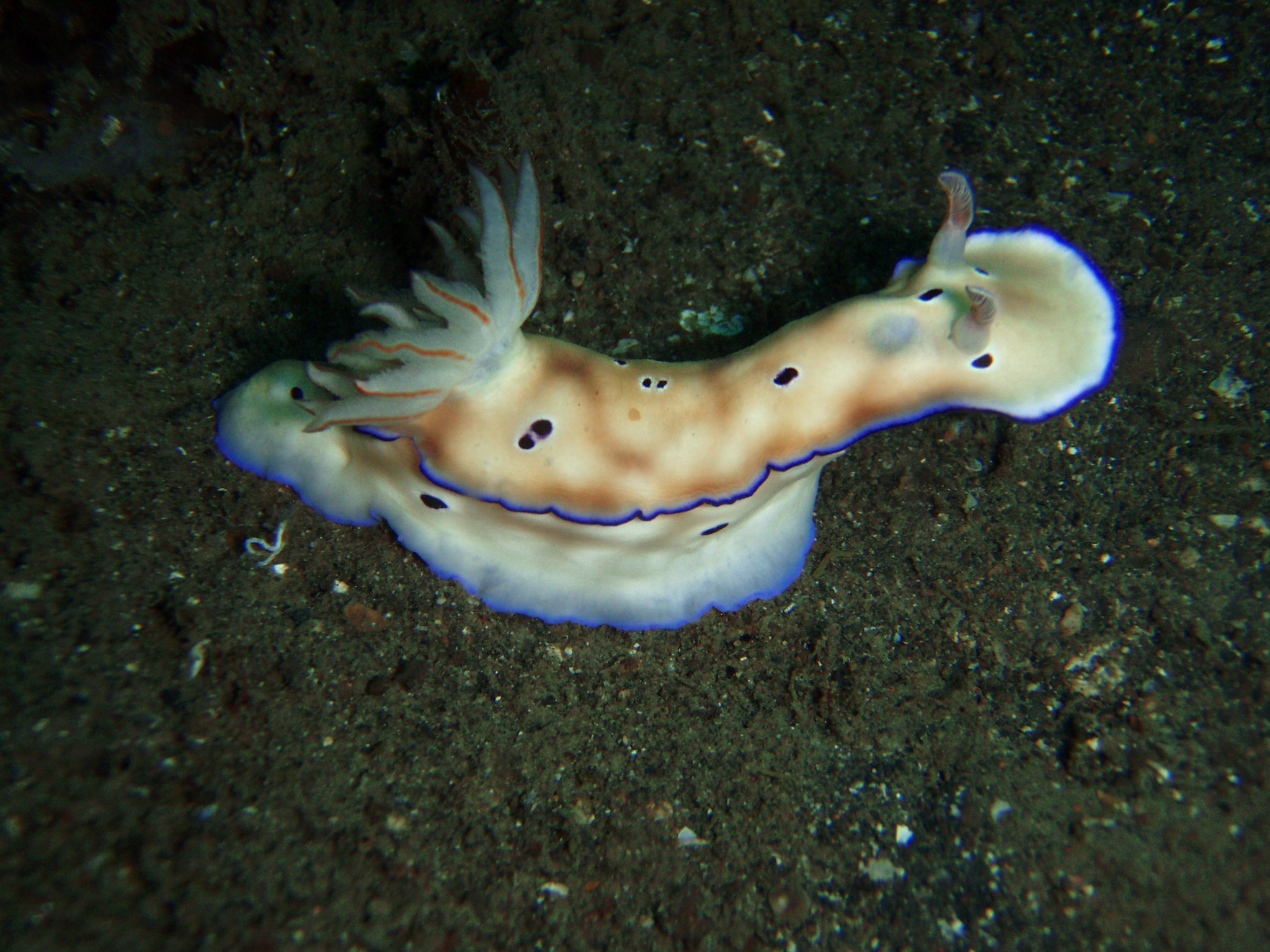 Nudibranch