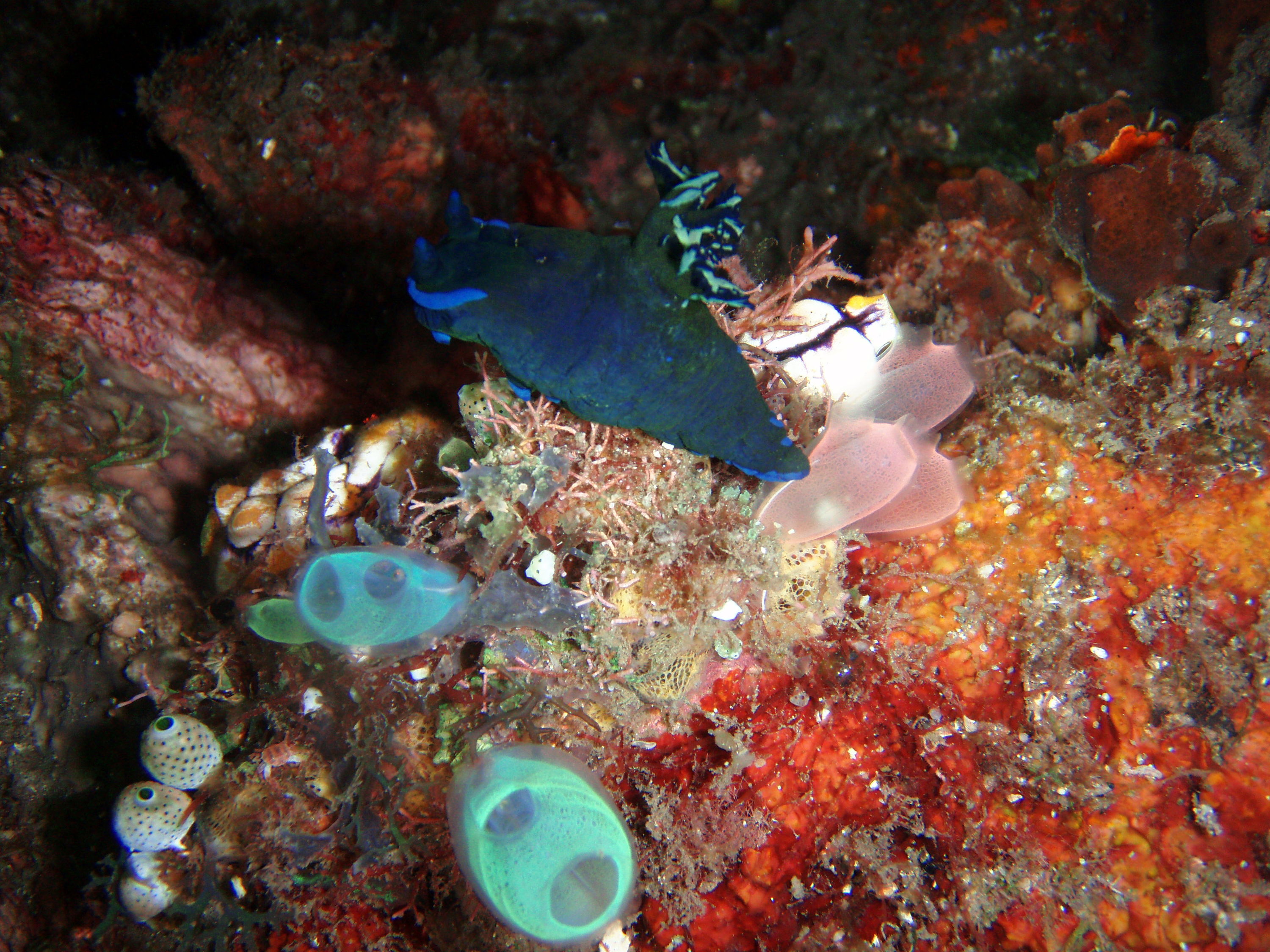 Nudibranch