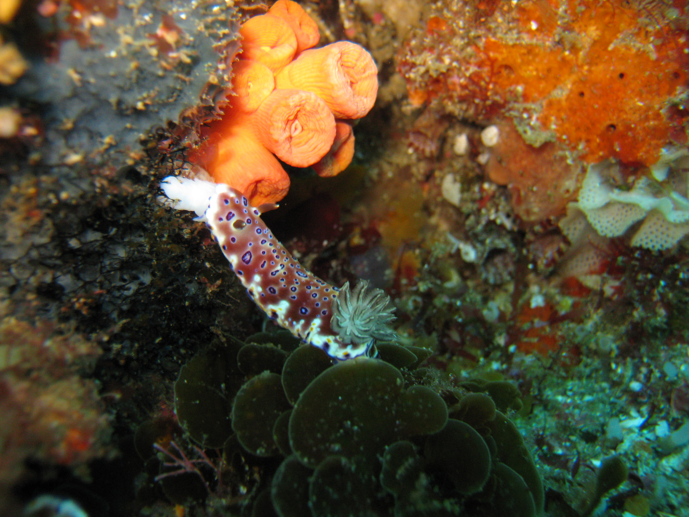 Nudibranch