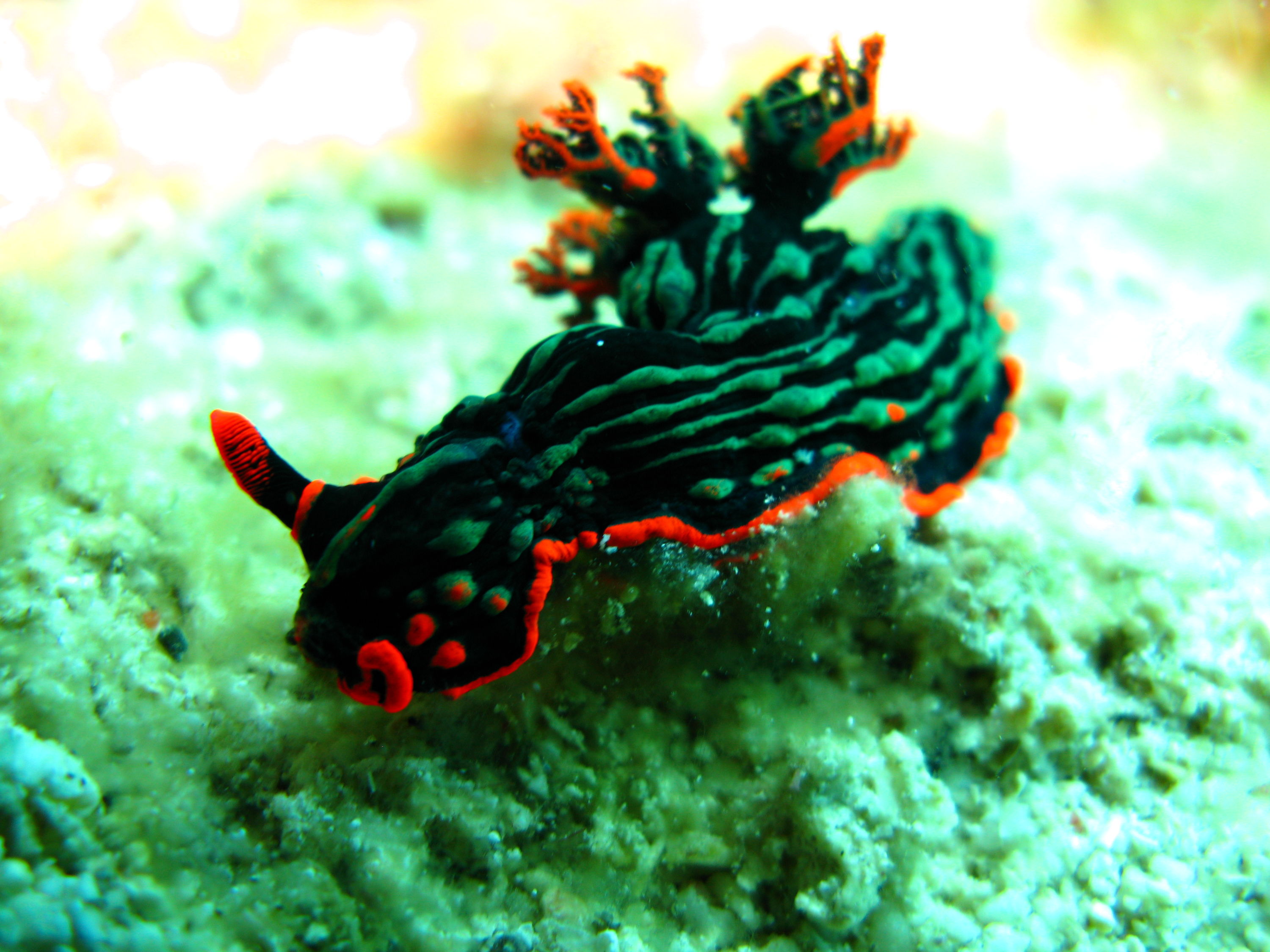 nudibranch