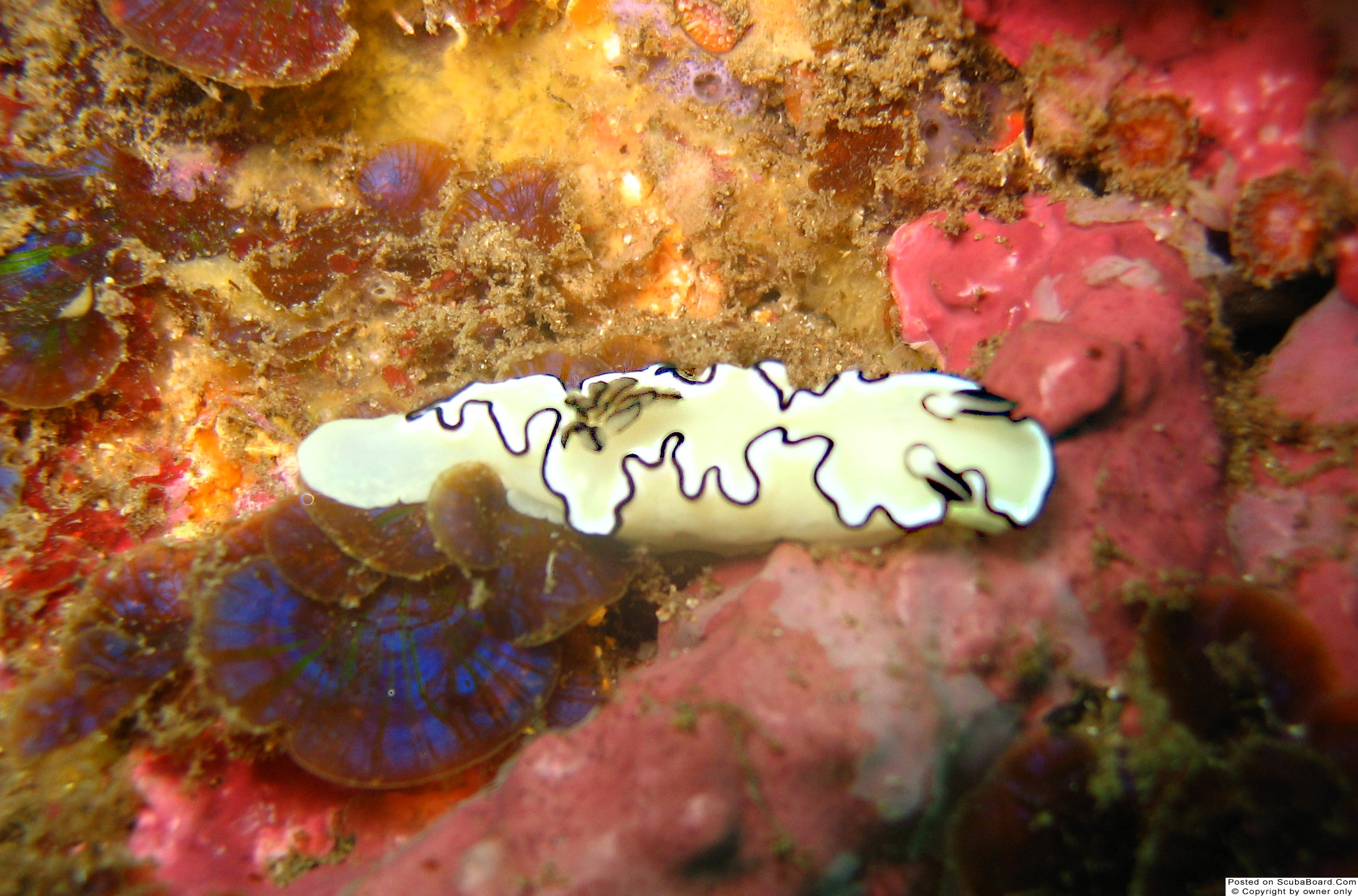 nudibranch