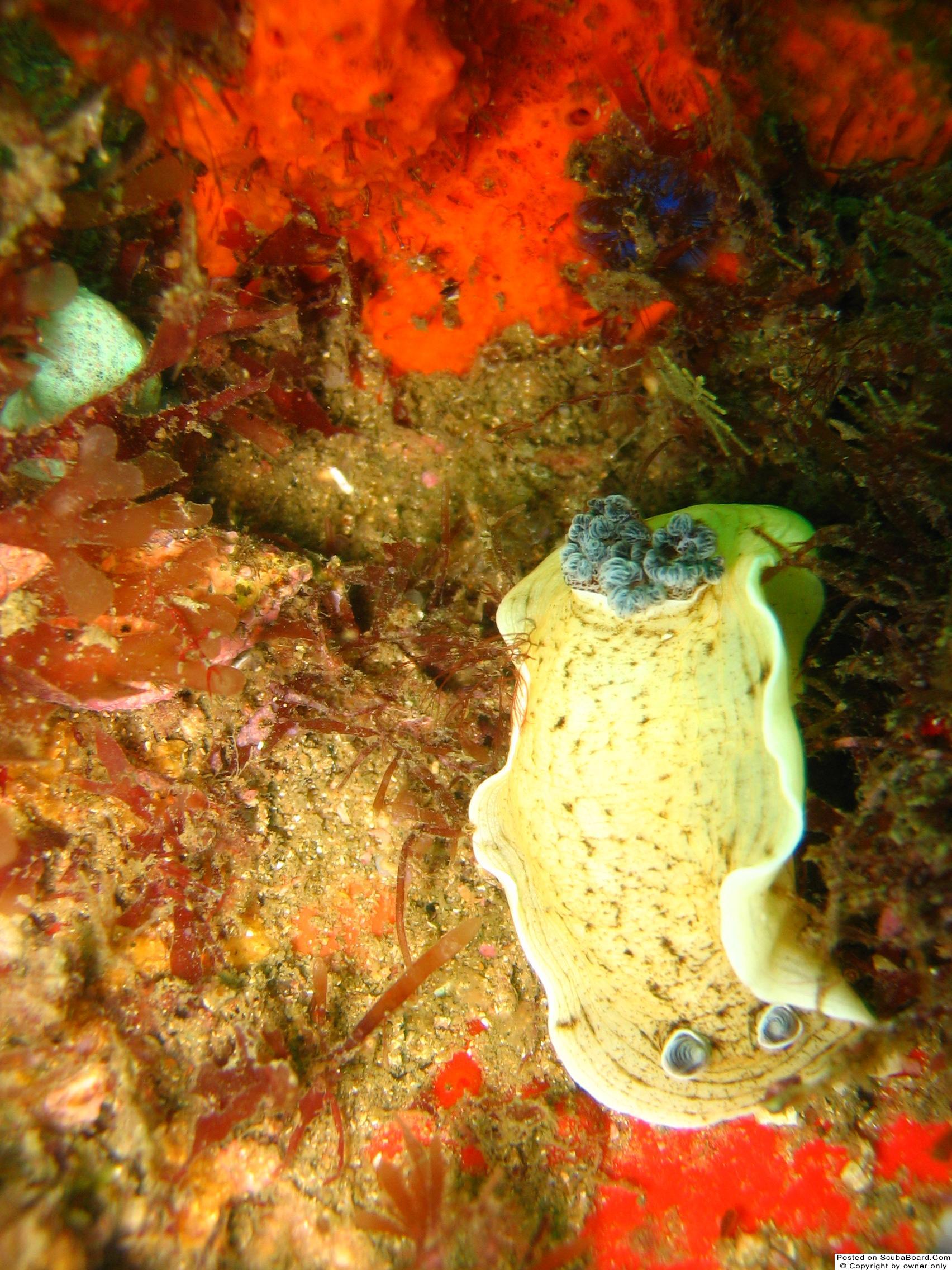 nudibranch