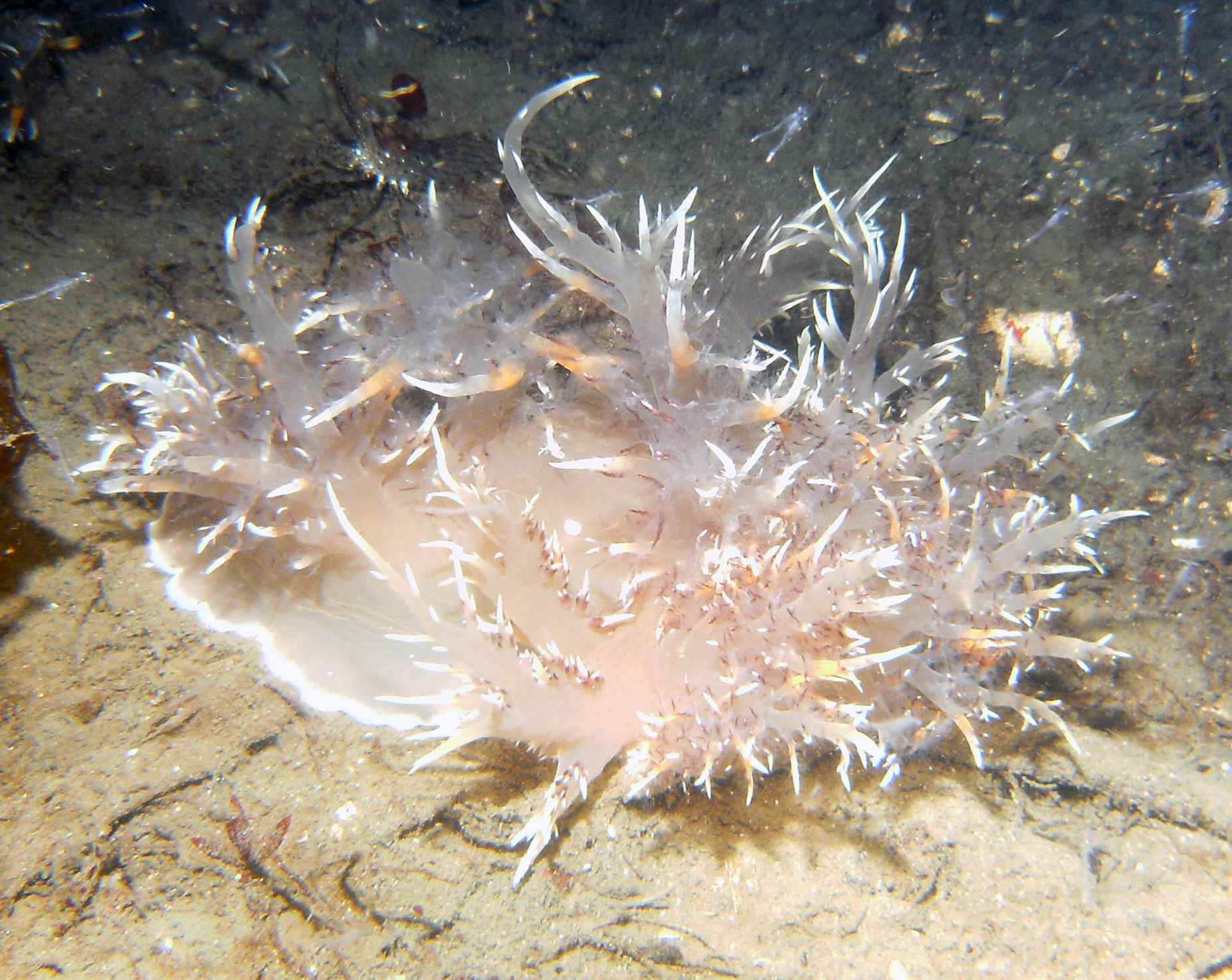 nudibranch