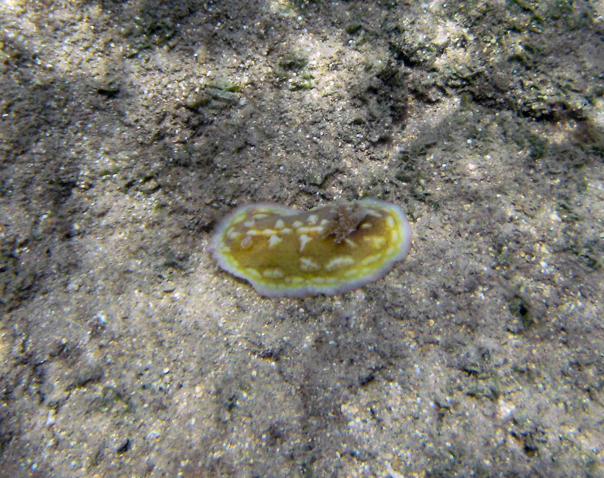 nudibranch