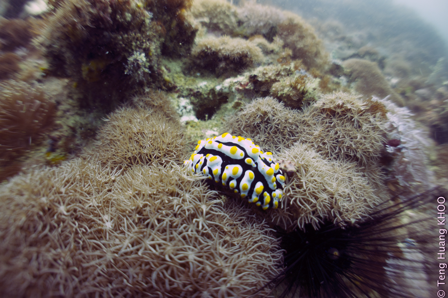 Nudibranch