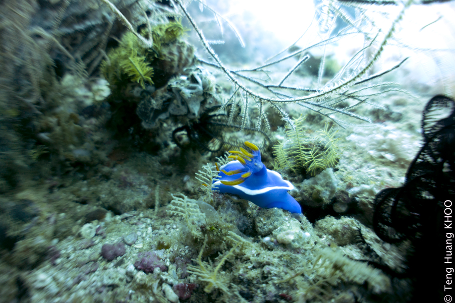 Nudibranch