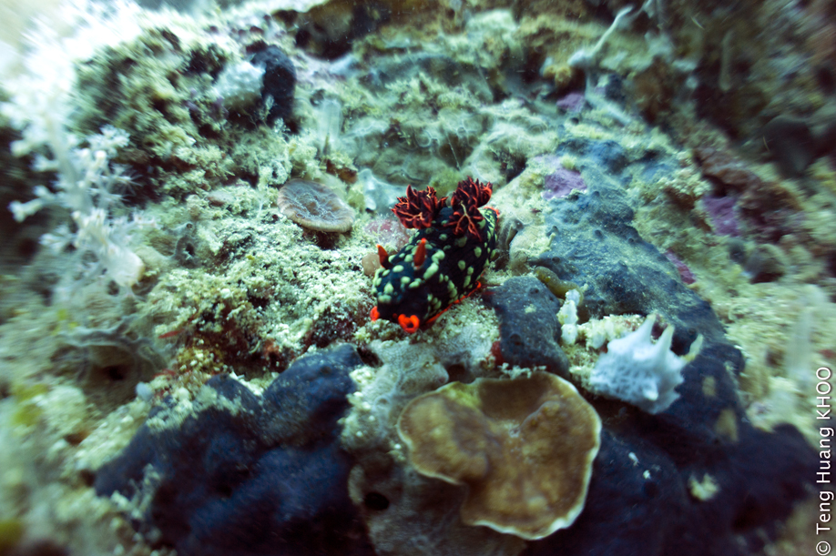 Nudibranch