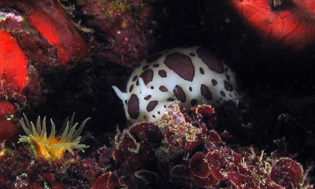 Nudibranch