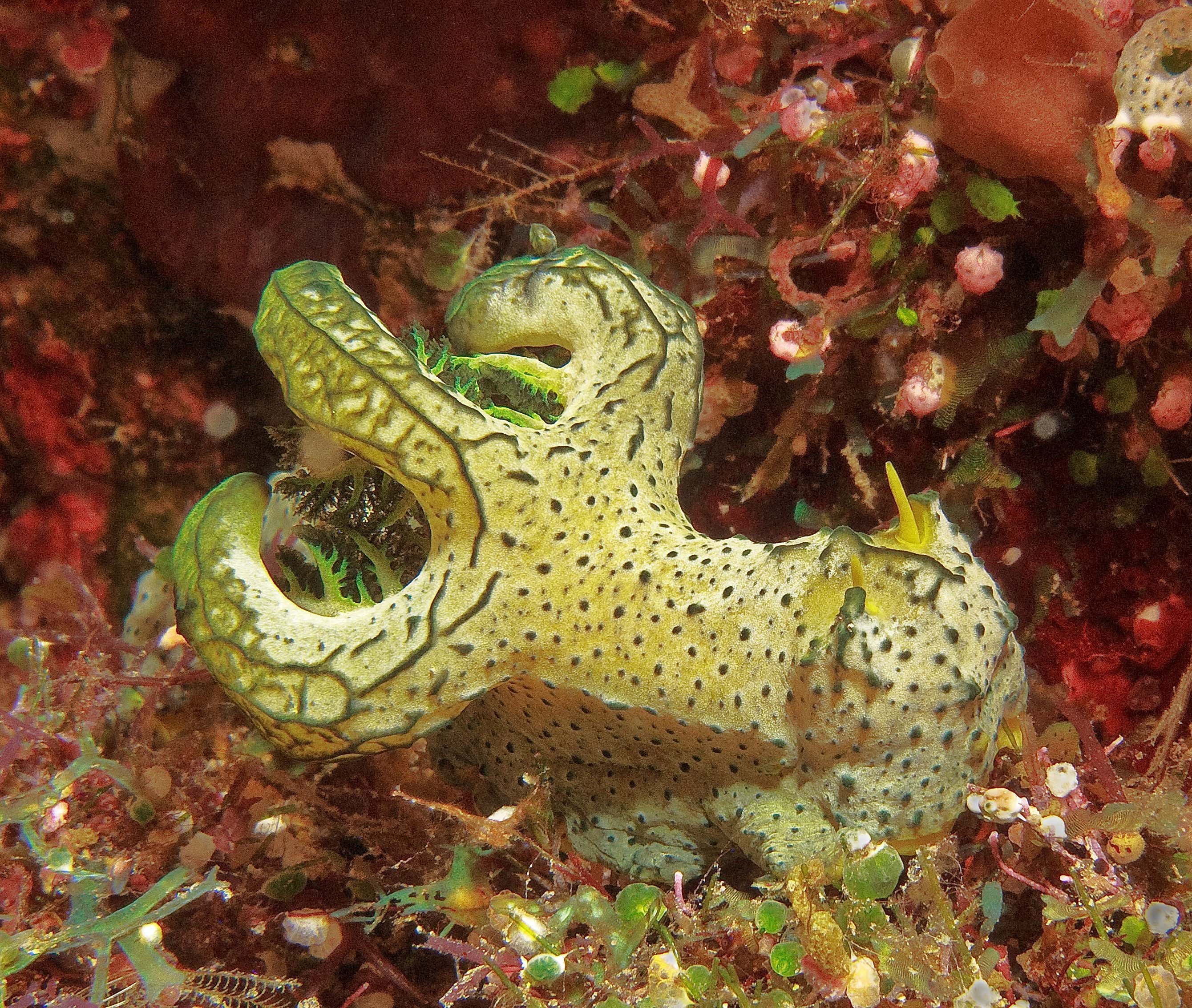 Nudibranch