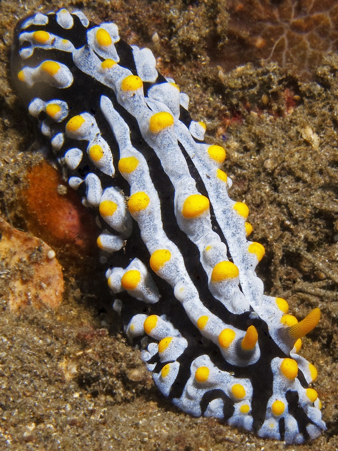 Nudibranch