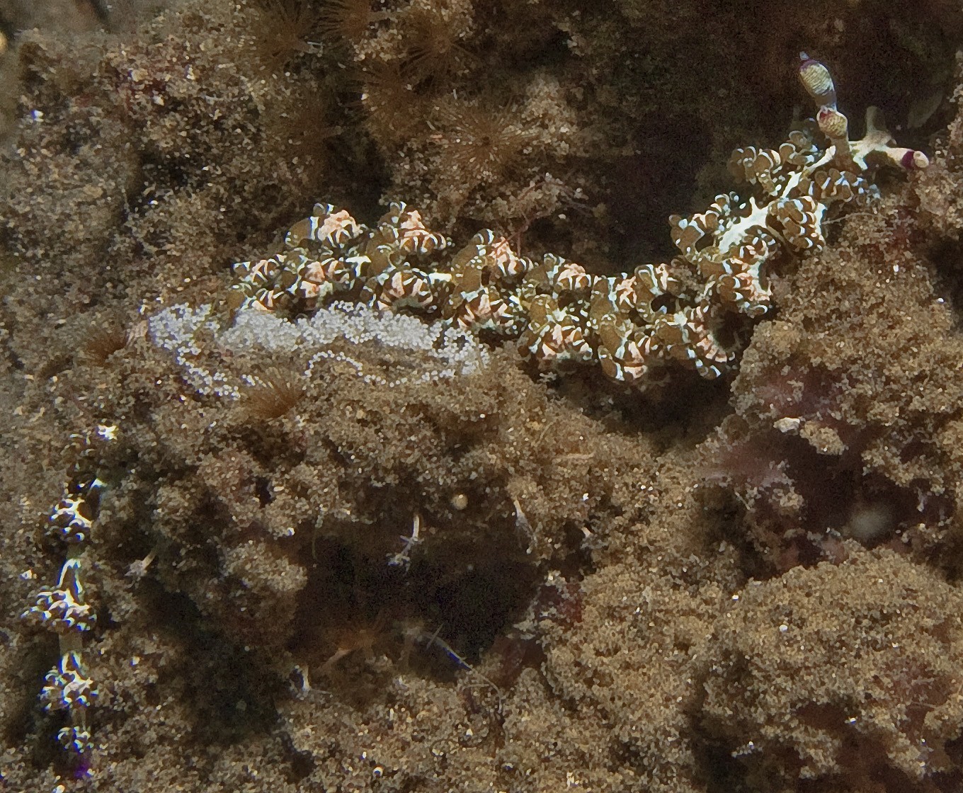 Nudibranch