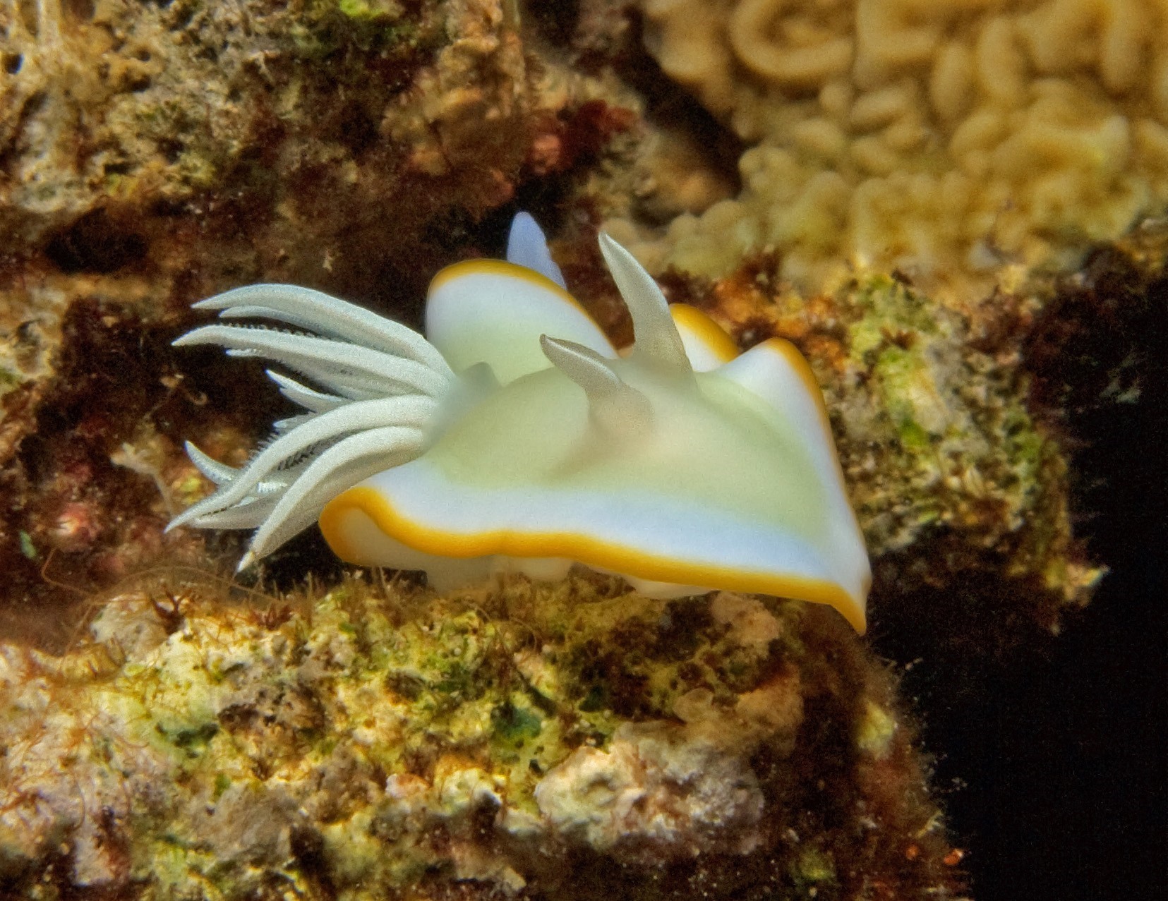 Nudibranch