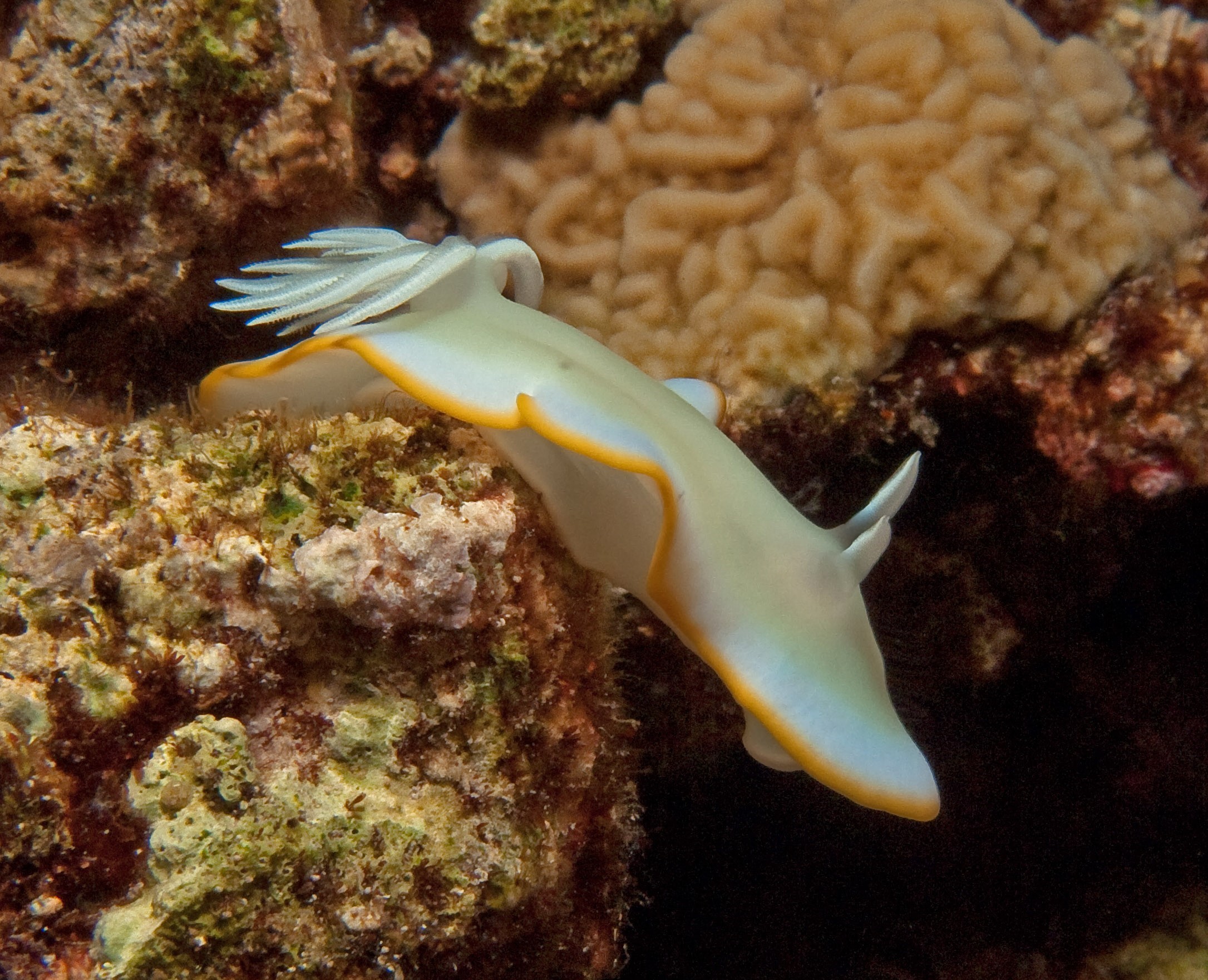 Nudibranch