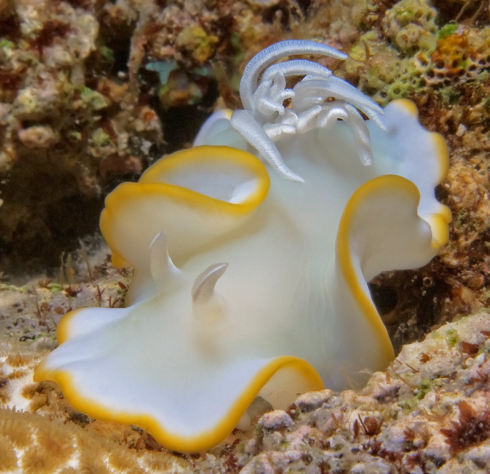 Nudibranch