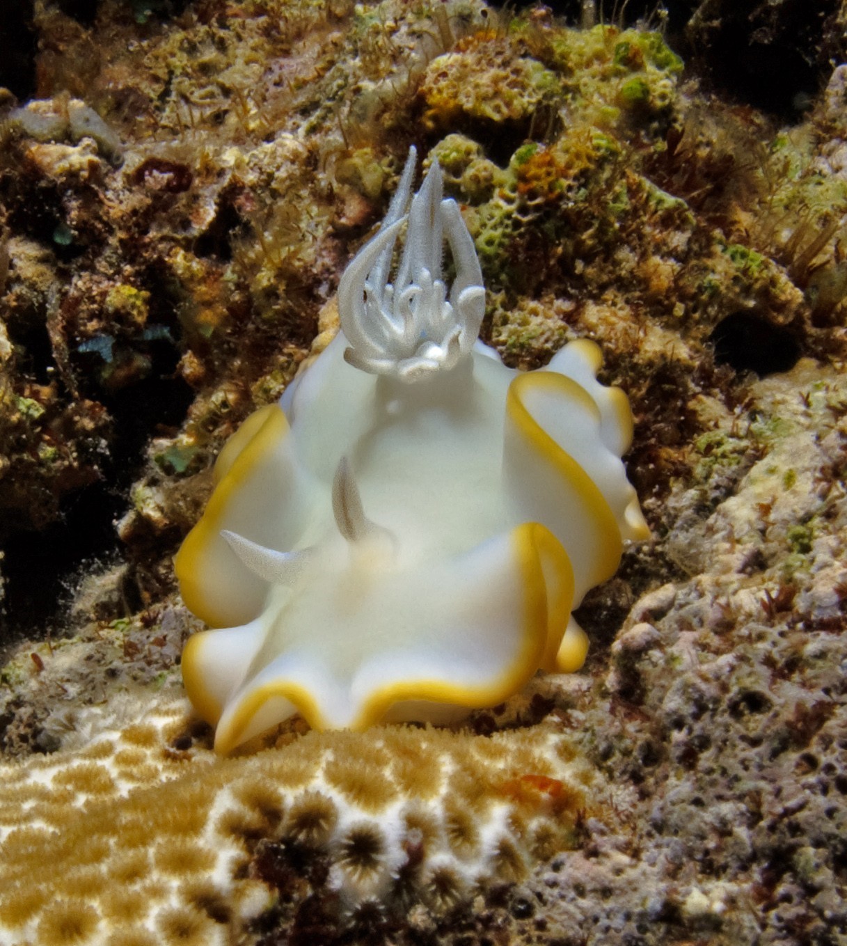 Nudibranch