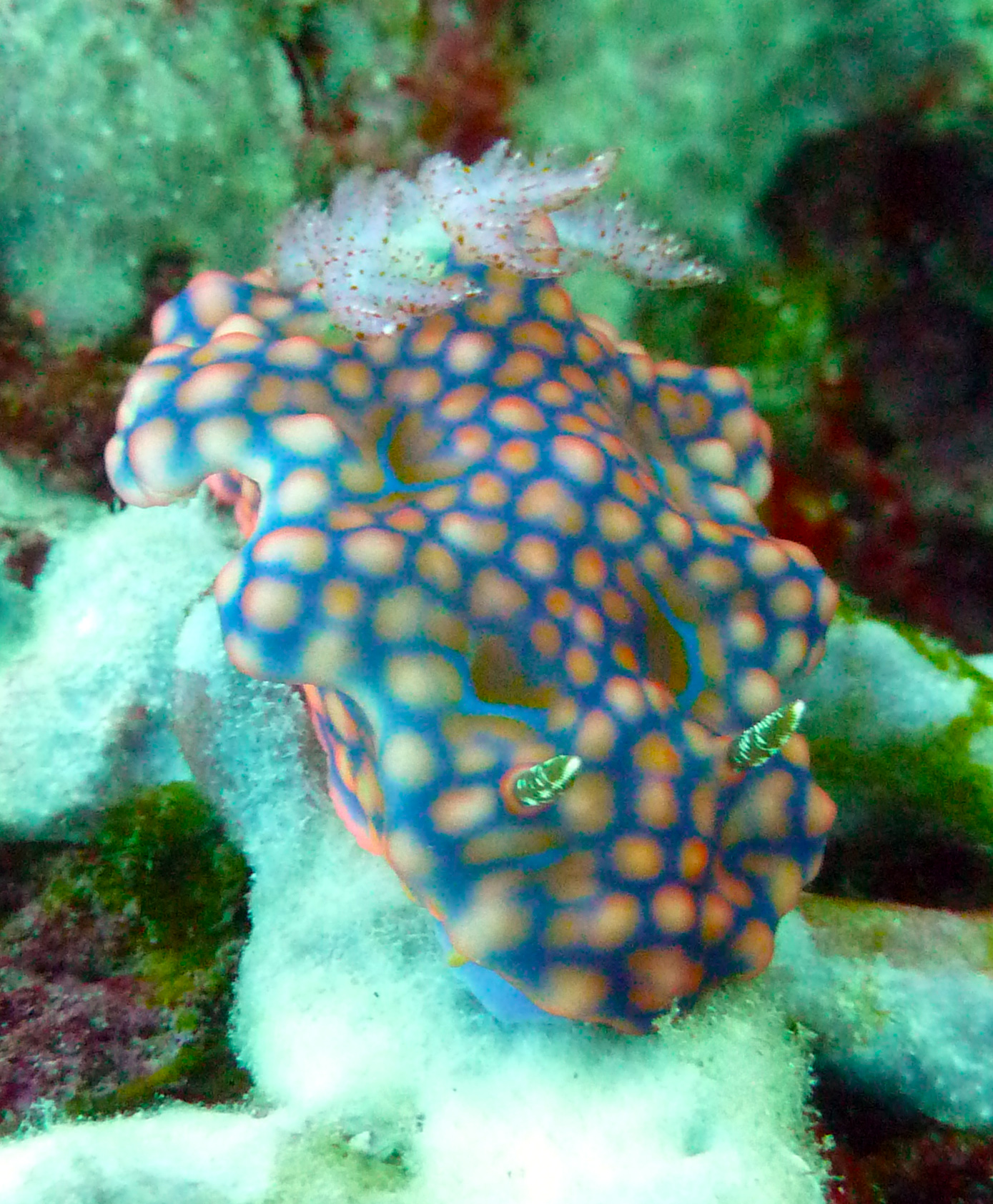 Nudibranch