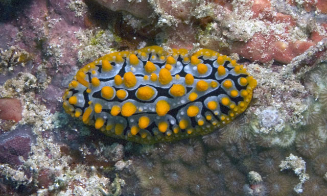 Nudibranch