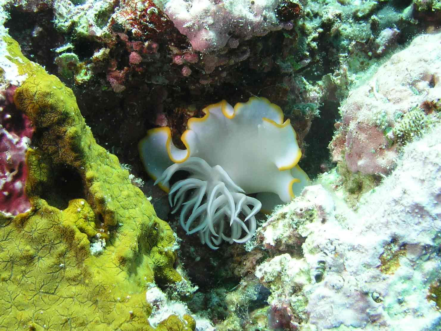 Nudibranch