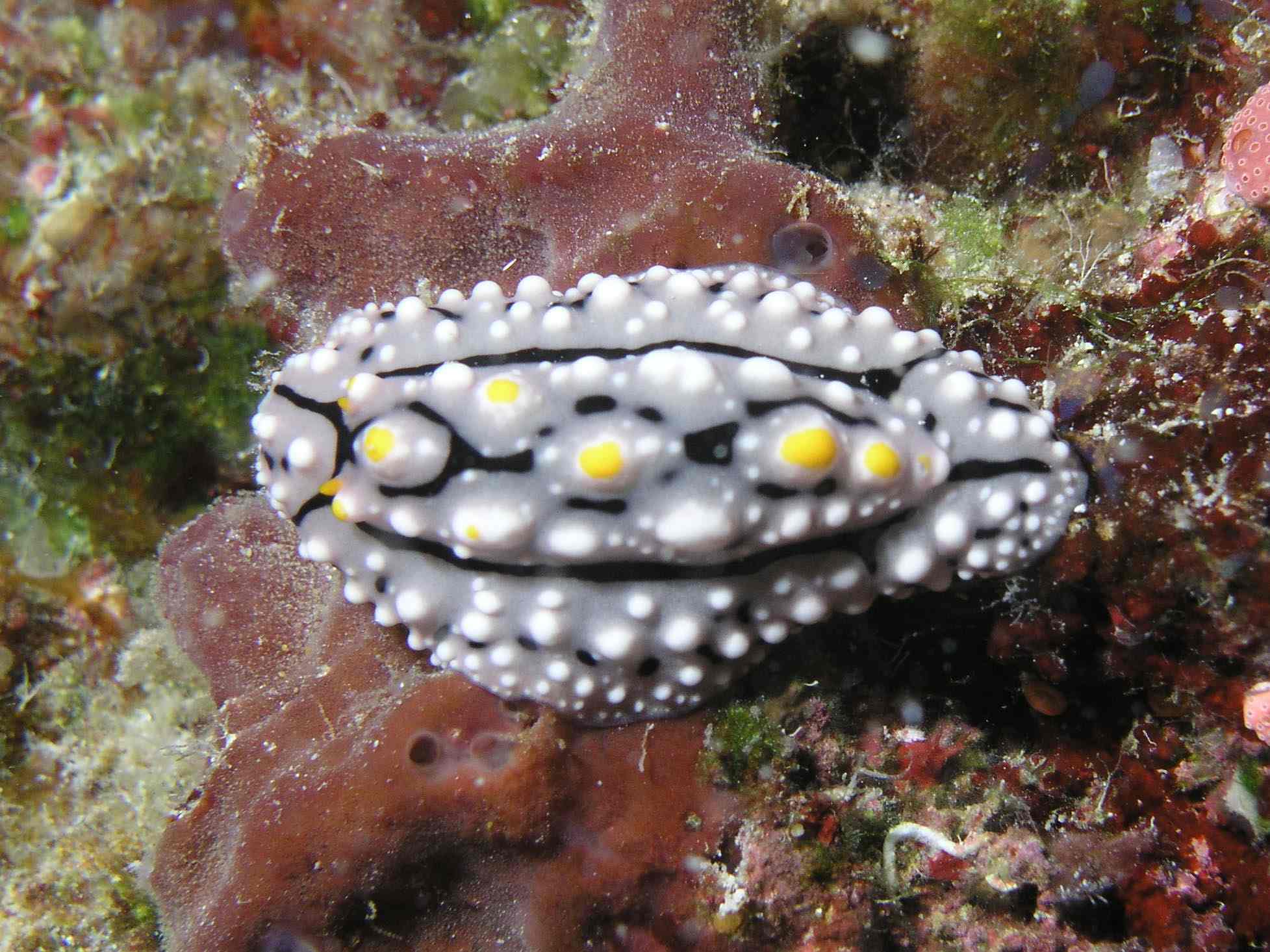 Nudibranch