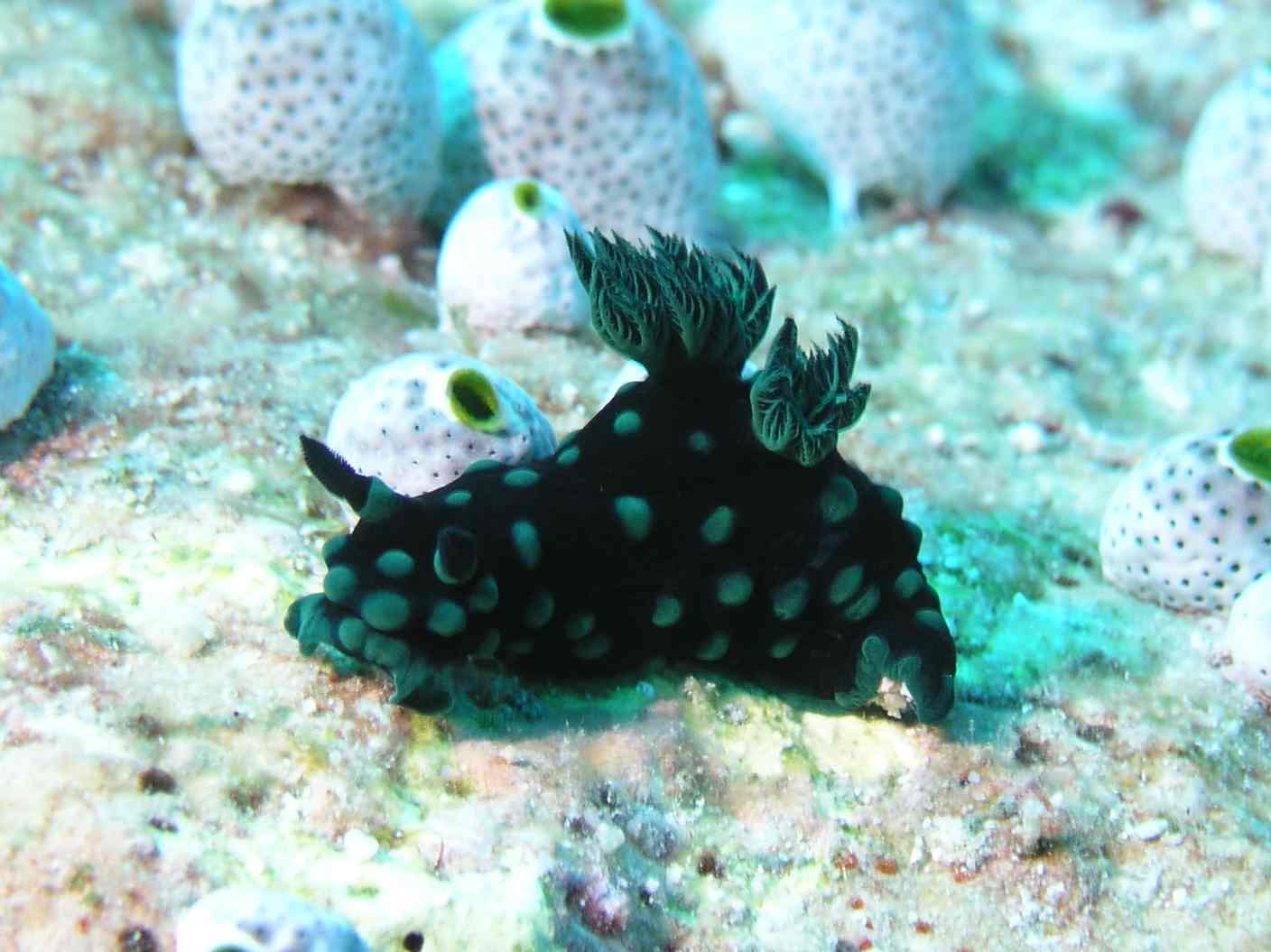 Nudibranch