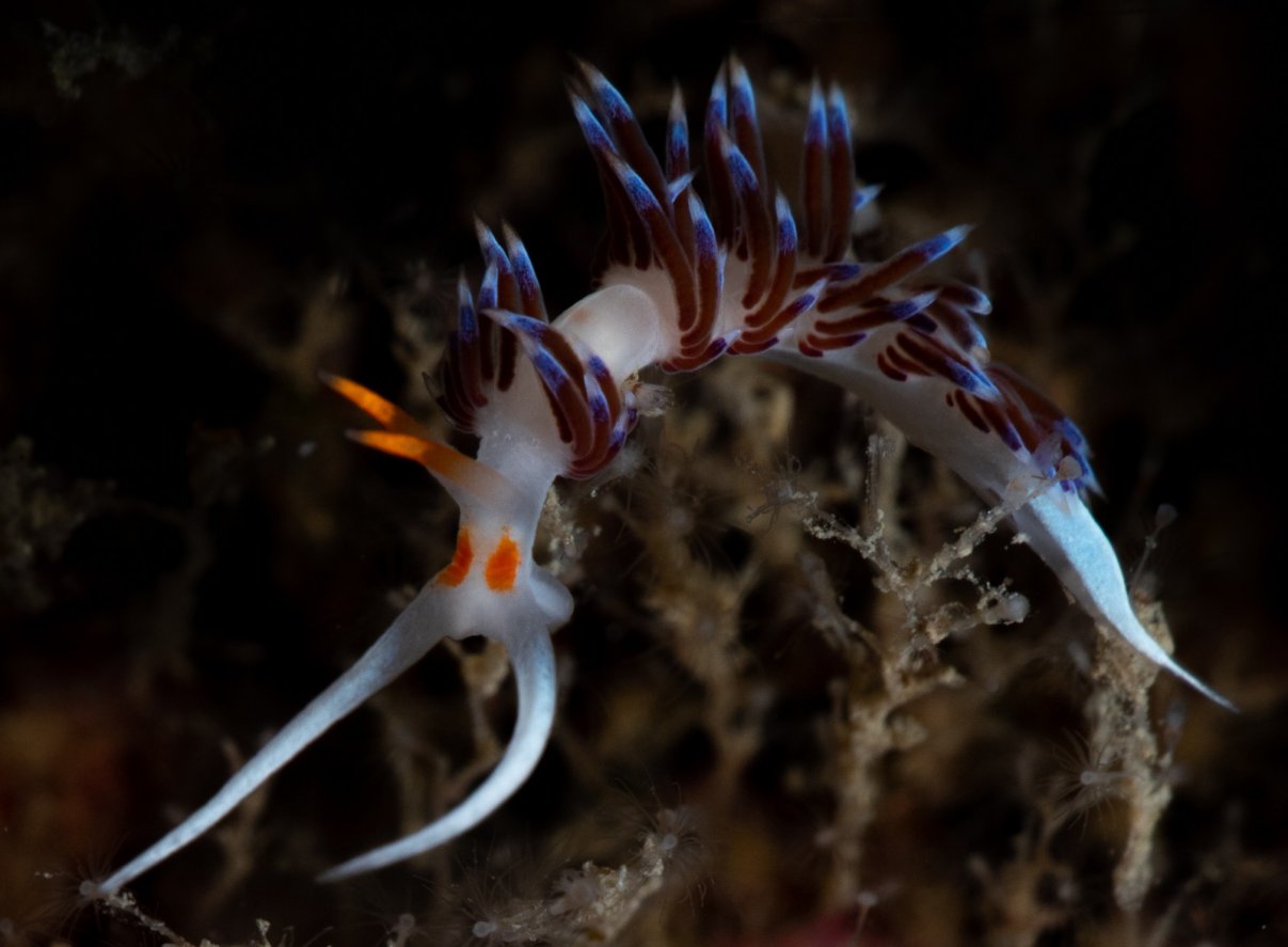 Nudibranch