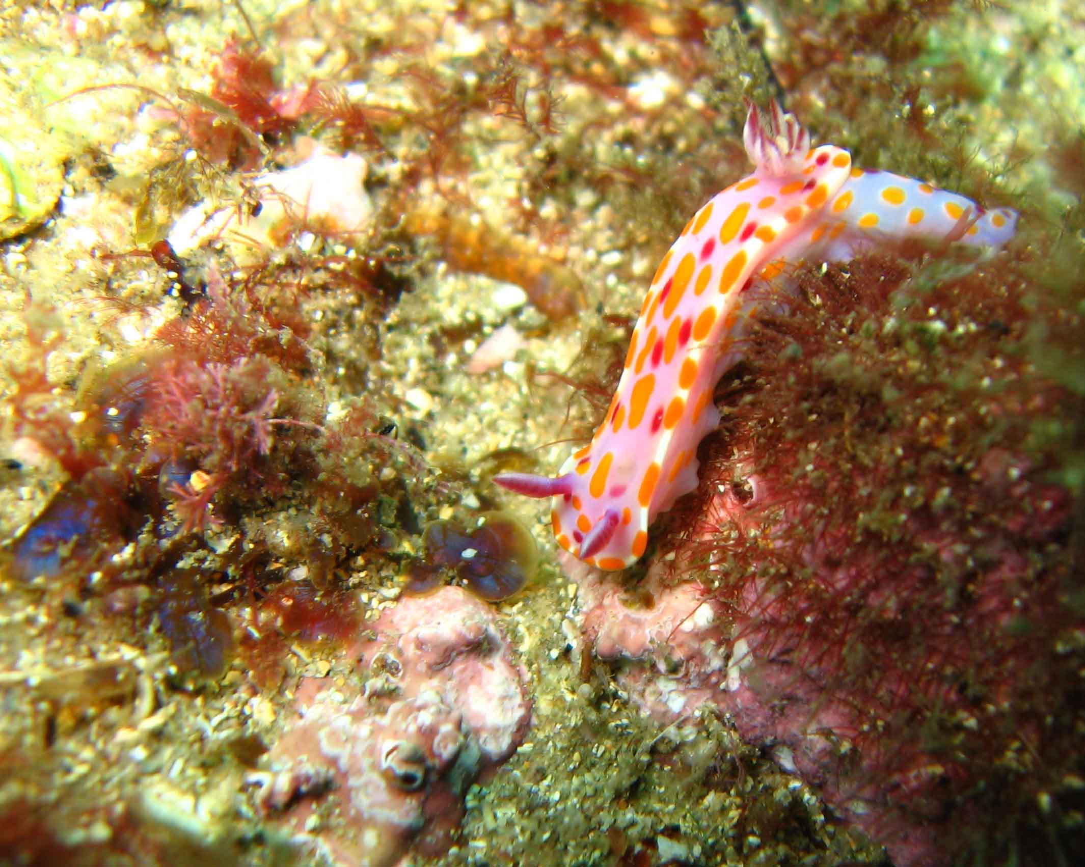 Nudibranch