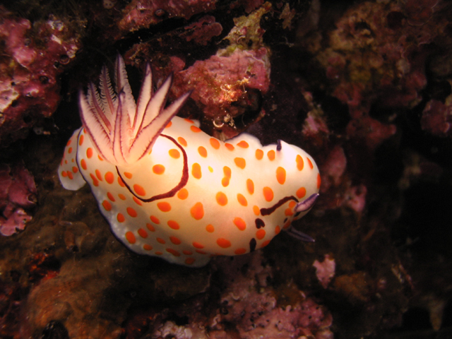 nudibranch