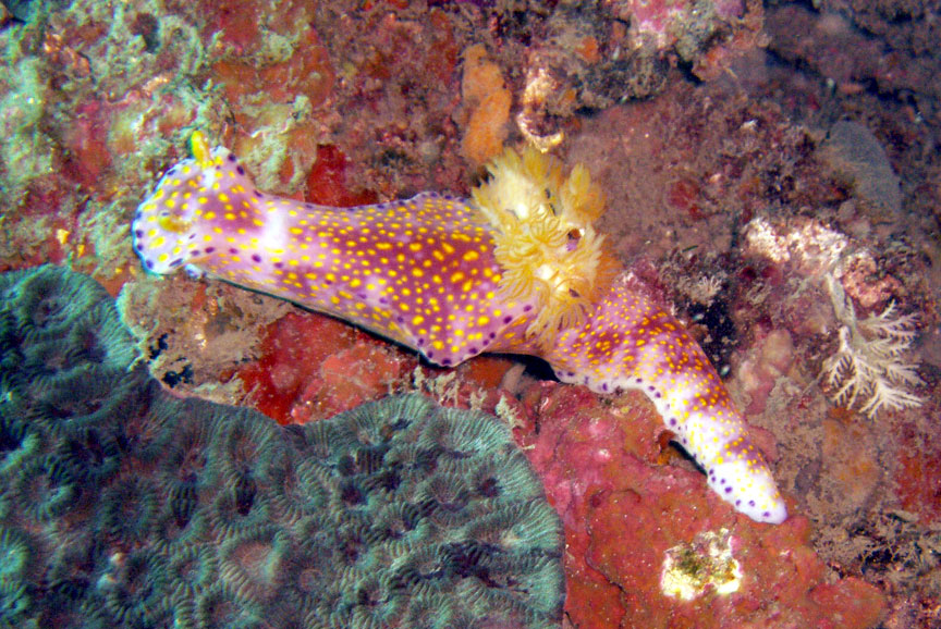 Nudibranch