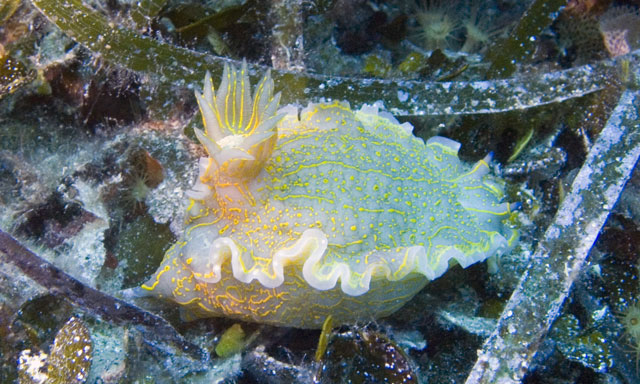 Nudibranch