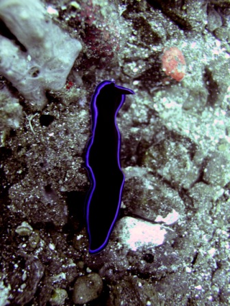 nudibranch