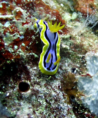 nudibranch