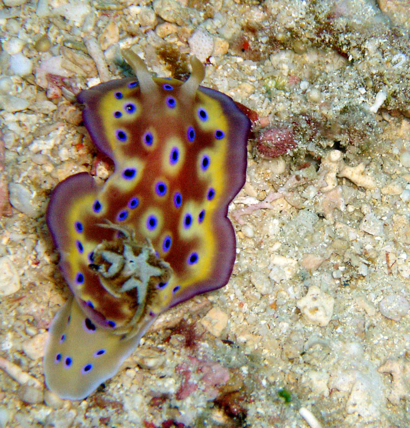 Nudibranch