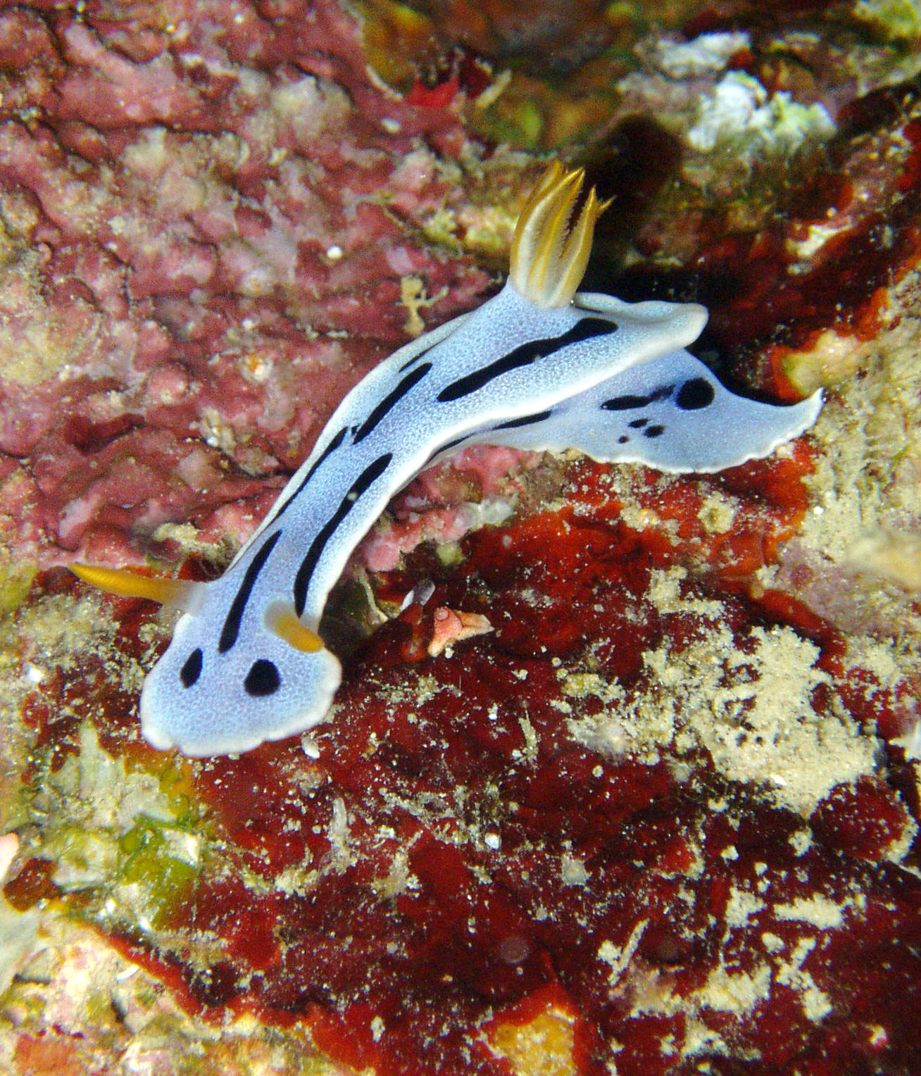 Nudibranch