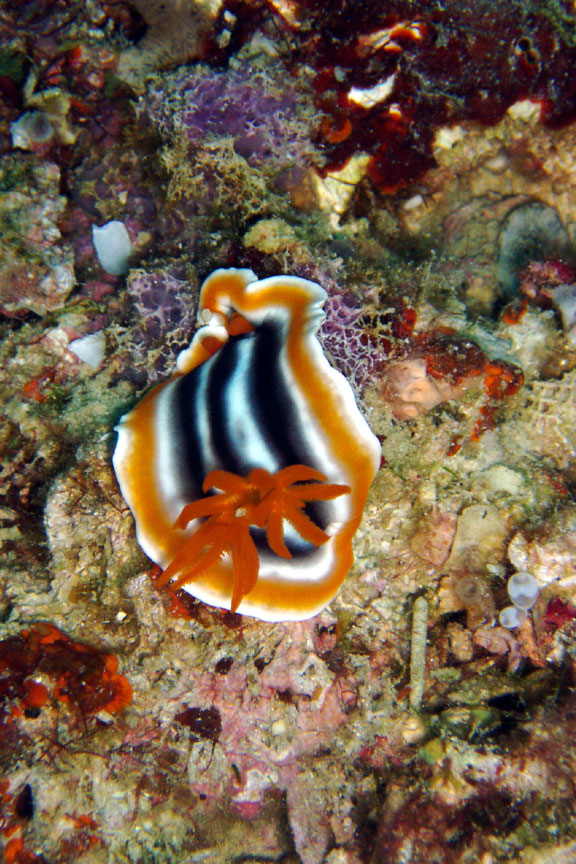 Nudibranch