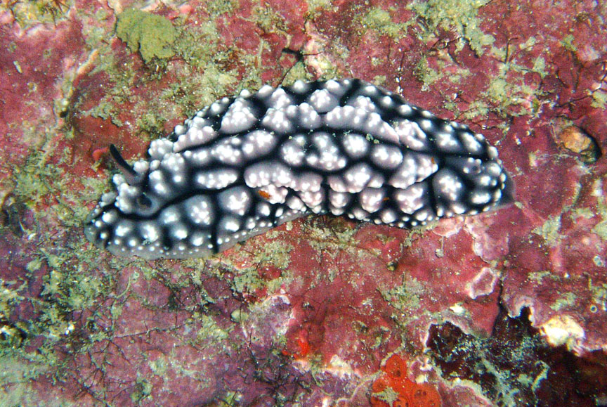 Nudibranch