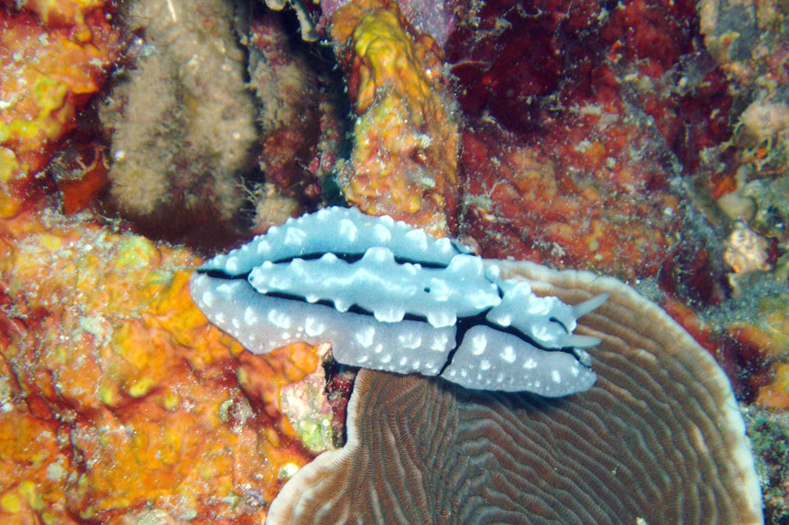 Nudibranch