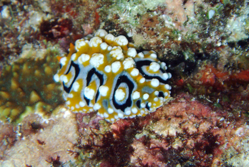 Nudibranch