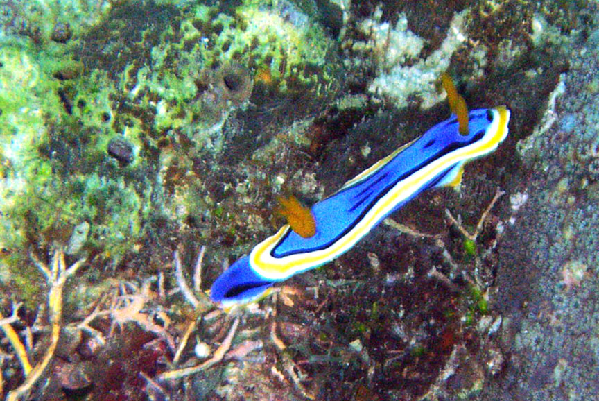 Nudibranch