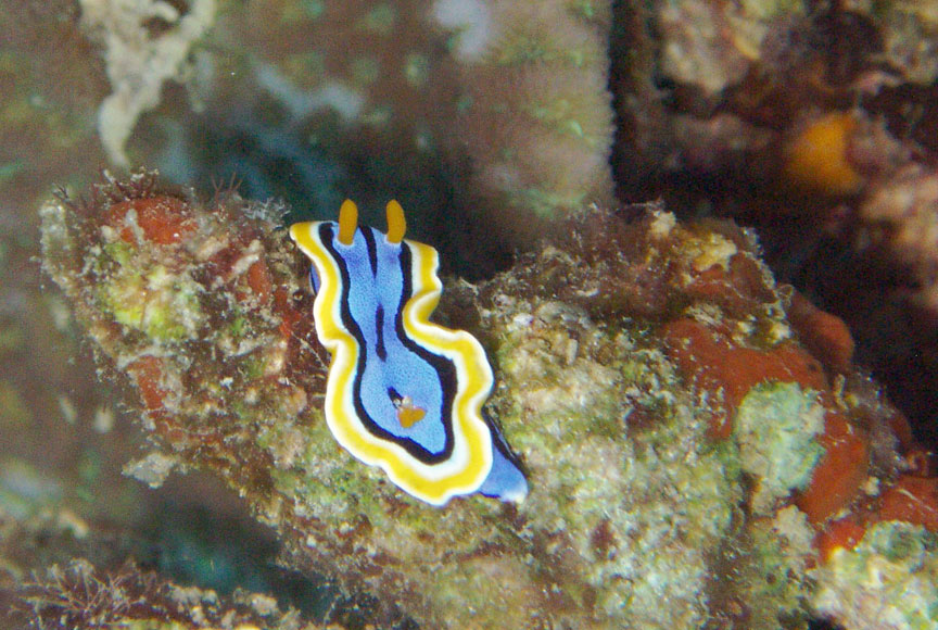 Nudibranch