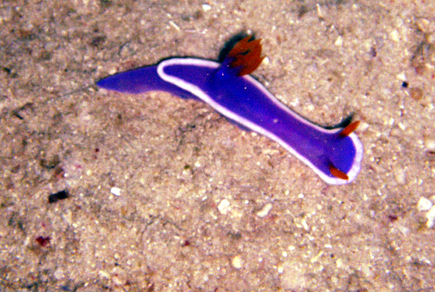 Nudibranch