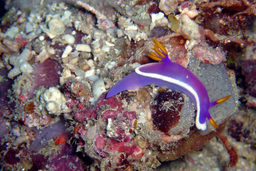 Nudibranch