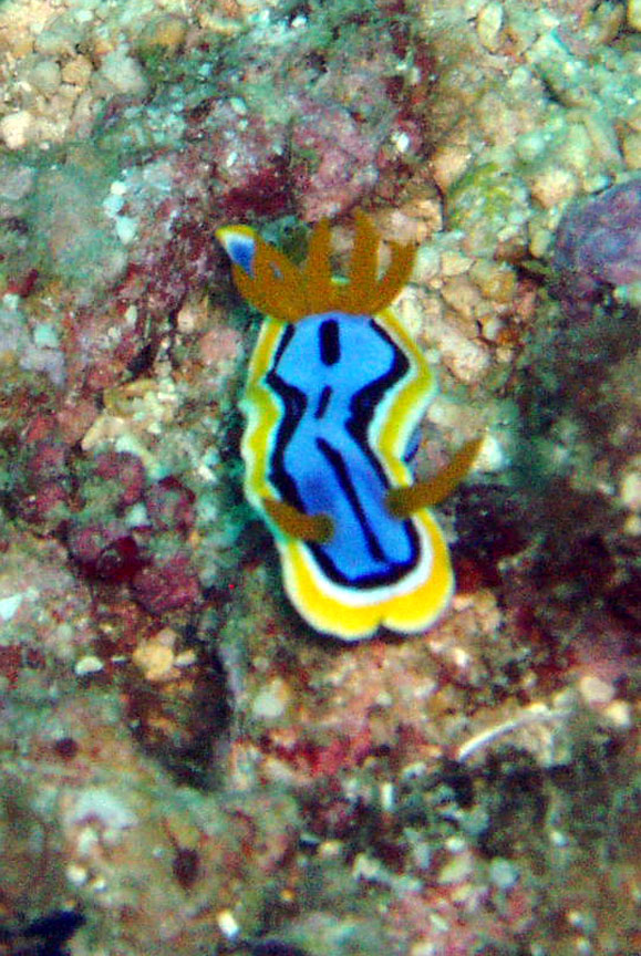 Nudibranch