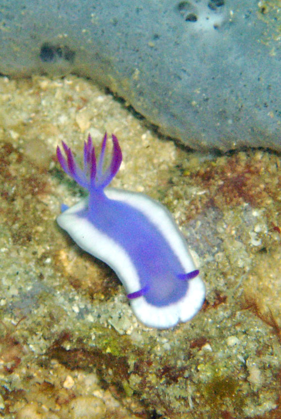 Nudibranch